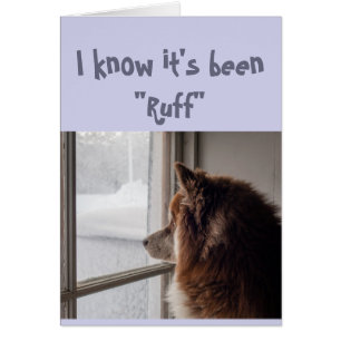 Encouragement/ Get Well Cute Dog Looking Out