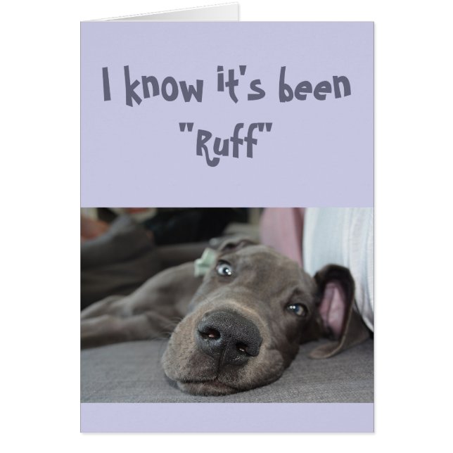 Encouragement/ Get Well Cute Great Dane Dog (Front)