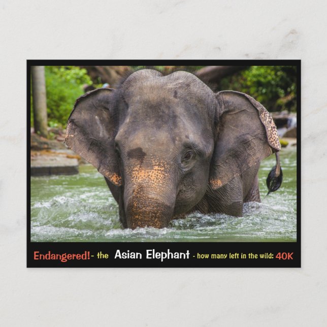 Endangered: All about the Asian Elephant - Postcard (Front)