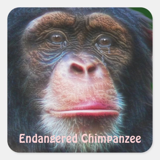 Endangered Chimpanzees African Wildlife Sticker (Front)