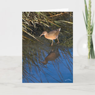 Endangered Clapper Rail Card