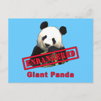 ENDANGERED Giant Panda Postcard