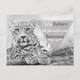 Endangered leopard protect the wildlife Postcard