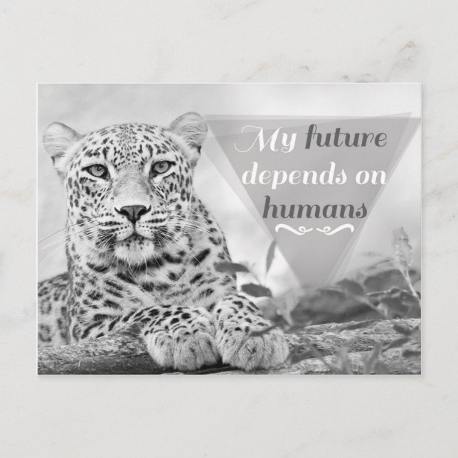 Endangered leopard protect the wildlife Postcard (Front)