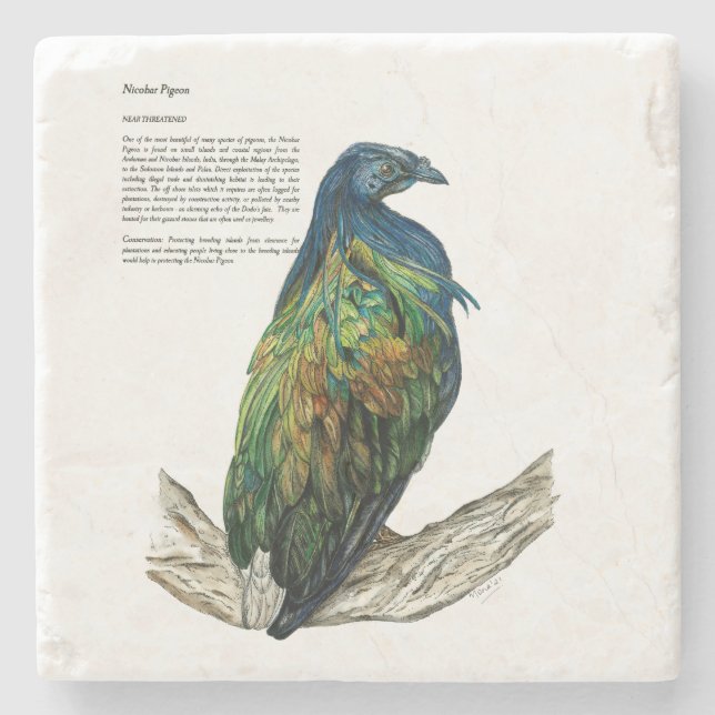 Endangered Nicobar Pigeon Stone Coaster (Front)