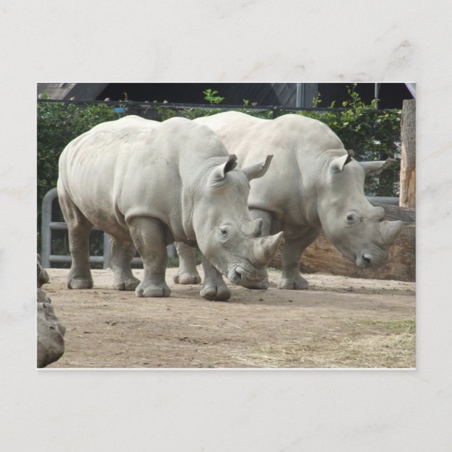 Endangered Northern White Rhinos Postcard (Front)