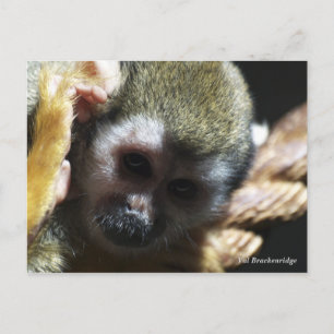 "Endangered?...Not if I can help it!" Postcard
