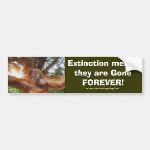 ENDANGERED ORANGUTANS Bumper Sticker Series