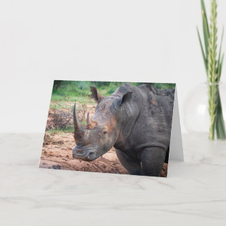 Endangered rhino, South Africa Holiday Card