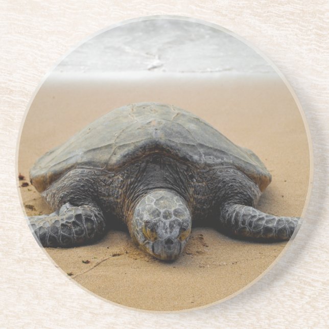 Endangered Sea Turtle Coaster (Front)