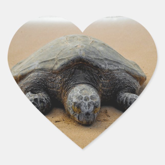 Endangered Sea Turtle Sticker (Front)