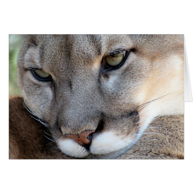 Endangered Species: Florida Panther (4071) (Front Horizontal)