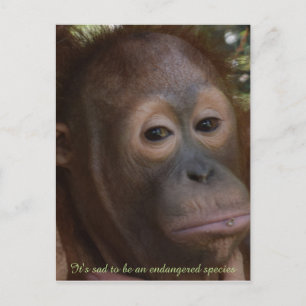 Endangered Species of Wildlife Orangutan Postcard