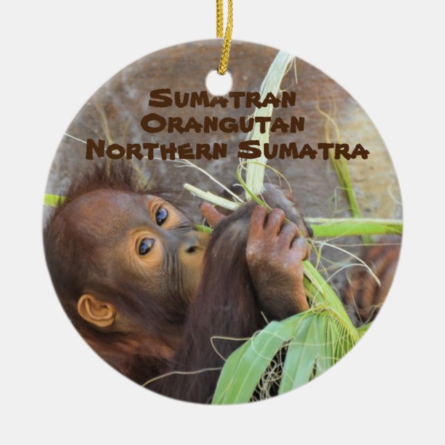 Endangered Species Series Sumatran Orangutan Ceramic Tree Decoration (Front)