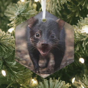 Endangered Young Australian Tasmanian Devil, Glass Tree Decoration
