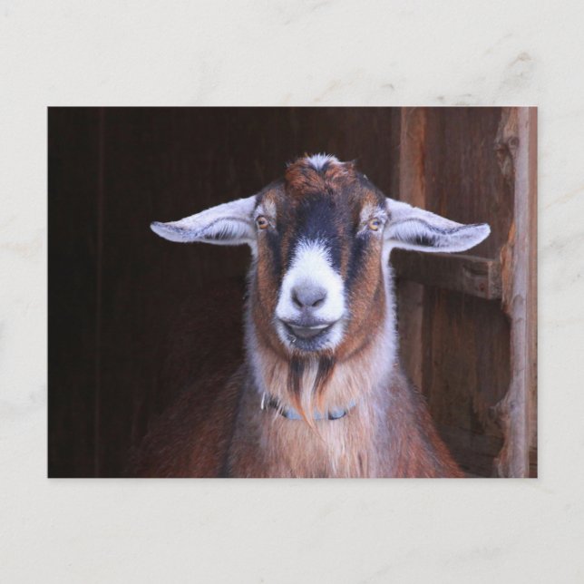 Endearing And Cute Goat Postcard (Front)