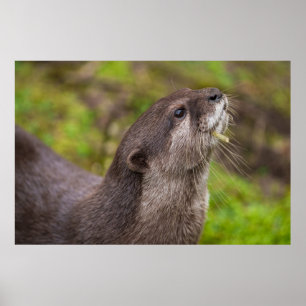 Endearing Otter Finds Stick Poster