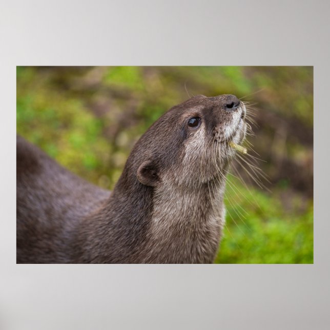 Endearing Otter Finds Stick Poster (Front)