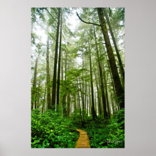 Endless Trails, Trees and Tales of the Rain Forest Poster