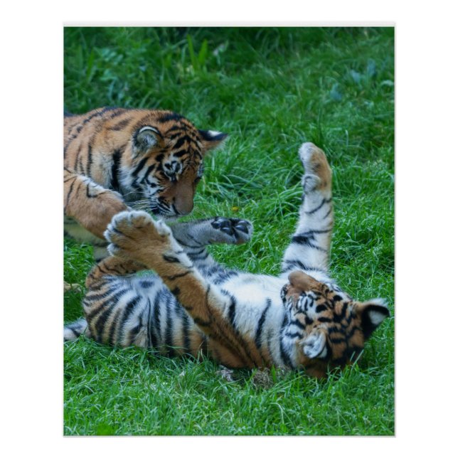 Energetic Tiger Cubs Poster (Front)