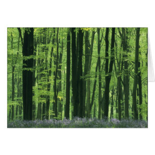 England, Beech forest & Bluebells