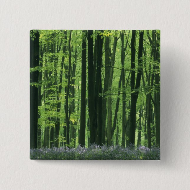 England, Beech forest & Bluebells 15 Cm Square Badge (Front)