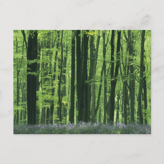 England, Beech forest & Bluebells Postcard (Front)