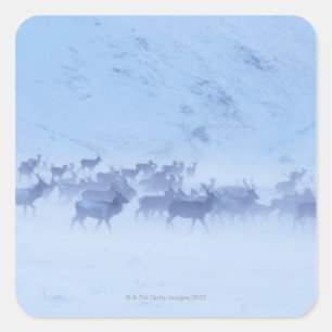 England Square Sticker