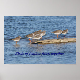 English Bird Proverb Poster