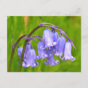 English Bluebell Flower Postcard