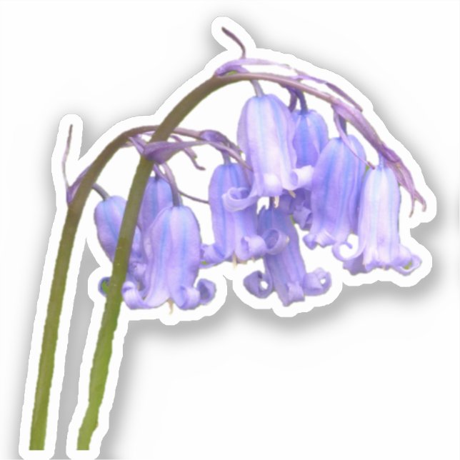 English Bluebell Flower Sticker (Front)