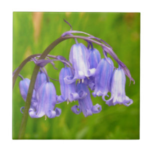 English Bluebell Flower Tile