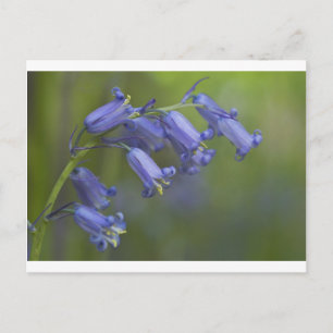 English Bluebell Postcard