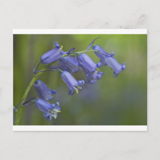 English Bluebell Postcard