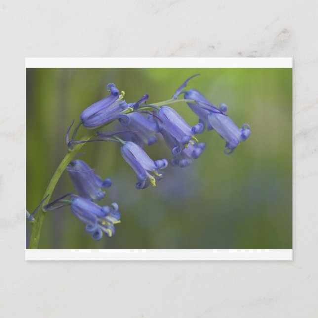 English Bluebell Postcard (Front)
