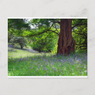 English Bluebells Postcard