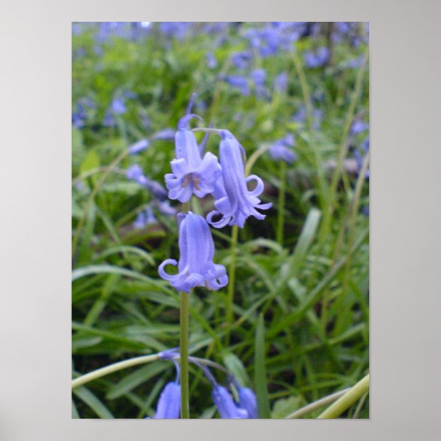 English Bluebells Poster (Front)