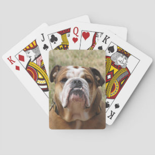 English bull dog deck of playing cards