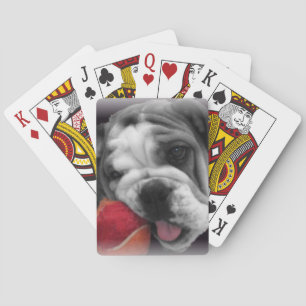 English bull dog deck of playing cards