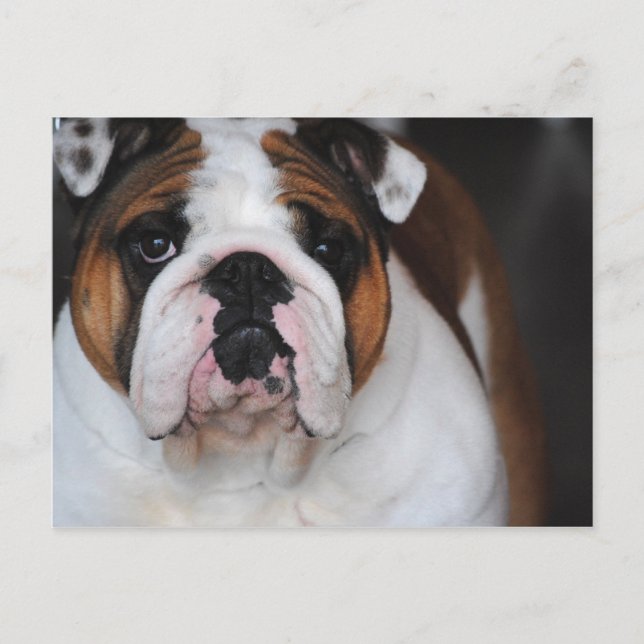 English Bull Dog Photograph Post Card (Front)
