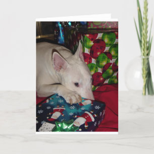 english bull terrier christmas present holiday card