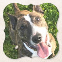 English Bull Terrier coaster