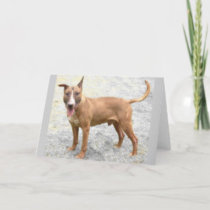 English Bull Terrier Greeting Card