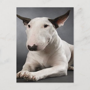 English Bull Terrier Postcard