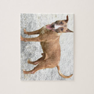 English Bull Terrier Puzzle