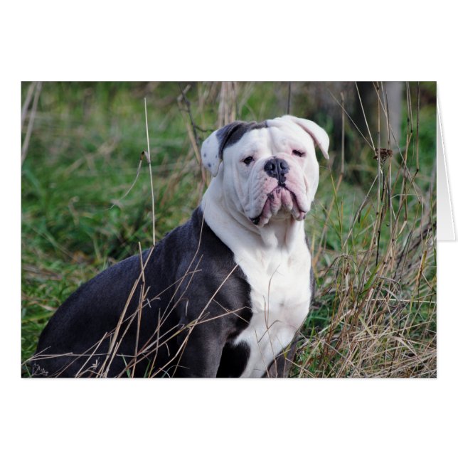 English Bulldog (Front Horizontal)