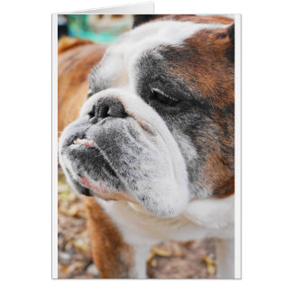 English Bulldog