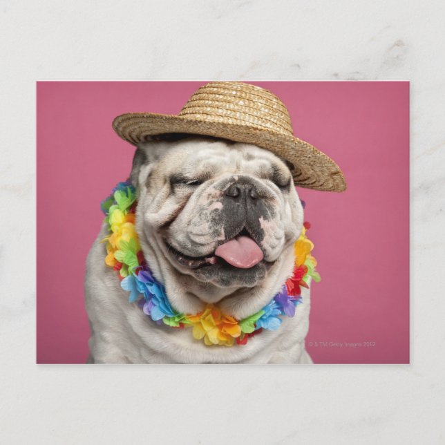 English Bulldog (18 months old) wearing a straw Postcard (Front)