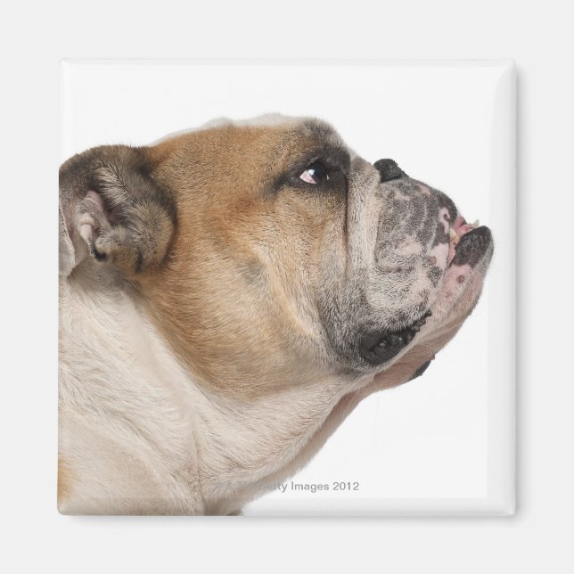 English Bulldog (6 years old) Magnet (Front)