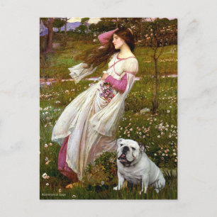 English Bulldog 9 - Windflowers Postcard